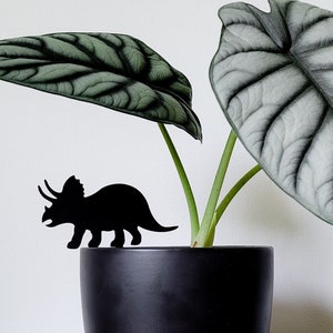 May include: A houseplant with silver-green leaves in a black pot. A black silhouette of a triceratops is placed in front of the plant.