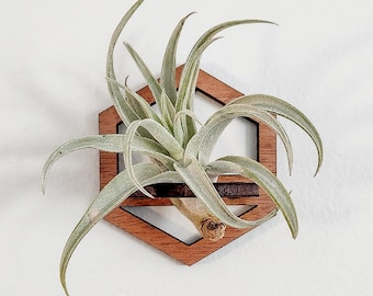 Wall Air Plant Holder Display (Hanging) - Air Plant Hanger - Hexagon Geometric Wood Air Plant Wall Decor - Gift Idea for Plant Lovers