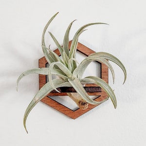 Wall Air Plant Holder Display (Hanging) - Air Plant Hanger - Hexagon Geometric Wood Air Plant Wall Decor - Gift Idea for Plant Lovers