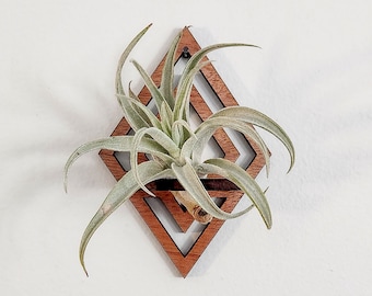 Wall Air Plant Holder Display (Hanging) - Air Plant Hanger - Diamond Geometric Wood Air Plant Wall Decor - Gift Idea for Plant Lovers