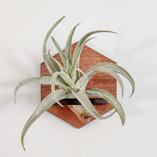 Wall Air Plant Holder Display (Hanging) - Air Plant Hanger - Hexagon Geometric Wood Air Plant Wall Decor - Gift Idea for Plant Lovers