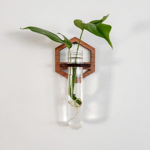 May include: A wall-mounted propagation vase featuring a clear glass tube holding a green plant with visible roots. The tube is held in place by a hexagonal wooden frame with a dark brown finish. The plant has large, green leaves.