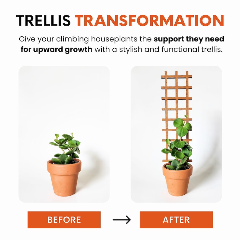 May include: A before and after image showing a climbing plant in a terracotta pot. The plant is growing up a wooden trellis. The text "BEFORE" and "AFTER" is displayed below each image.
