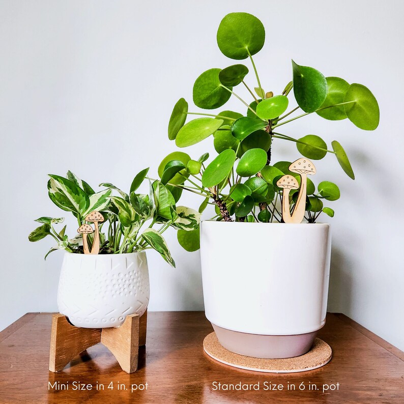 May include: Two potted plants, one in a 4 inch pot and one in a 6 inch pot. Both plants have wooden mushroom-shaped plant markers. The smaller plant is a variegated pothos and the larger plant is a Chinese money plant.