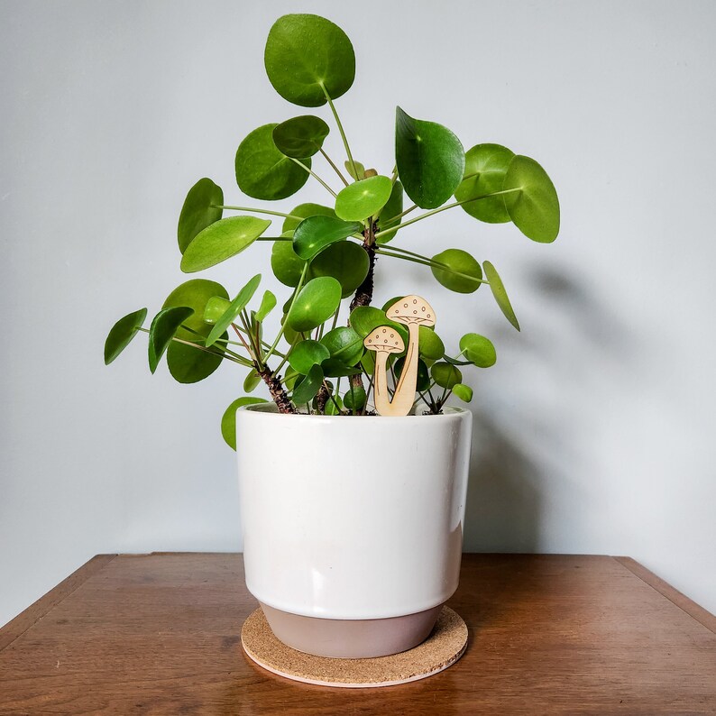 May include: A potted plant with large, round, green leaves. The plant is in a white ceramic pot with a brown cork base. Two wooden mushroom-shaped decorations are placed in the pot.