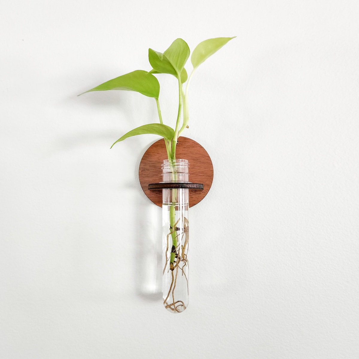 Wall Propagation Station - Hydroponic Test Tube Holder for Propagating Plant Cuttings in Water - Hanging Plant Room Décor - Plant Gift Idea - Etsy