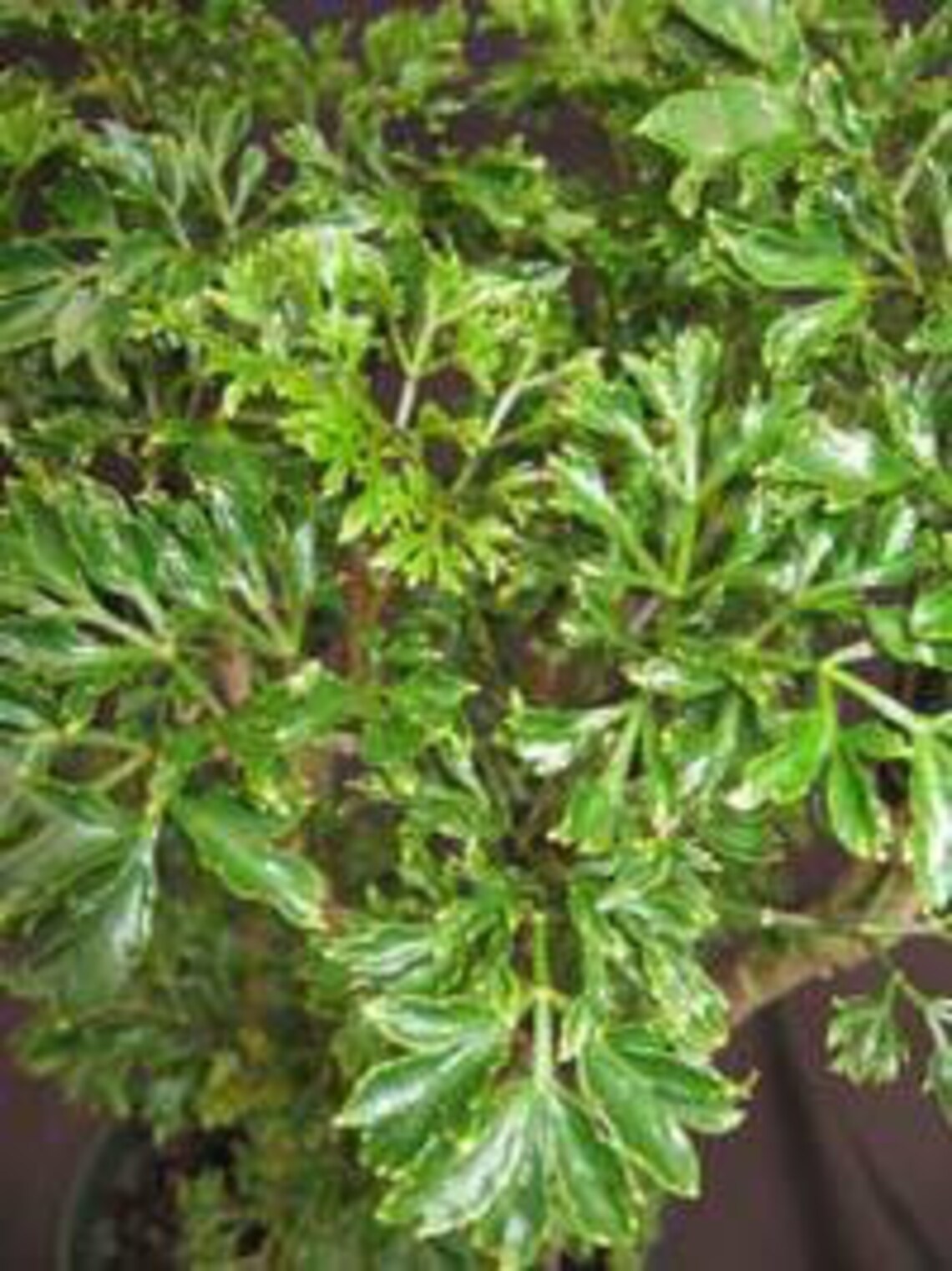 Aralia fruticosa 'elegans' or Parsley aralia Etsy