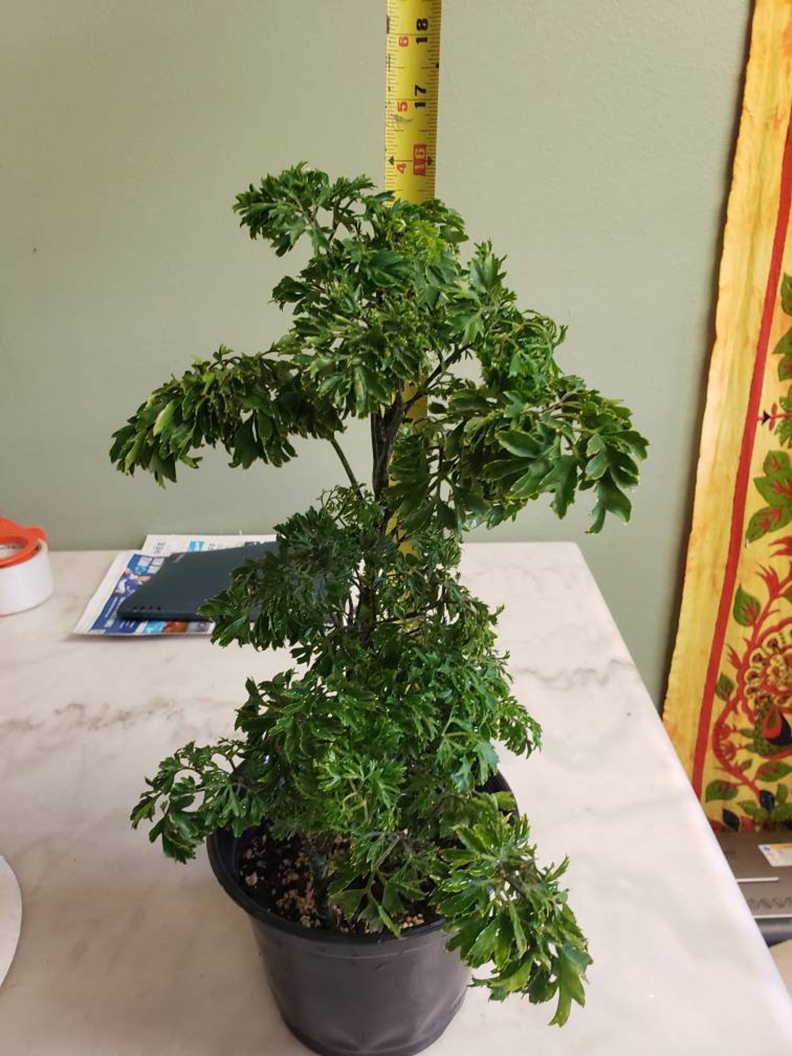 Aralia fruticosa 'elegans' or Parsley aralia Etsy