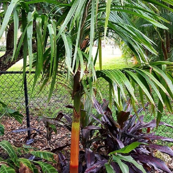 Areca oxycarpa