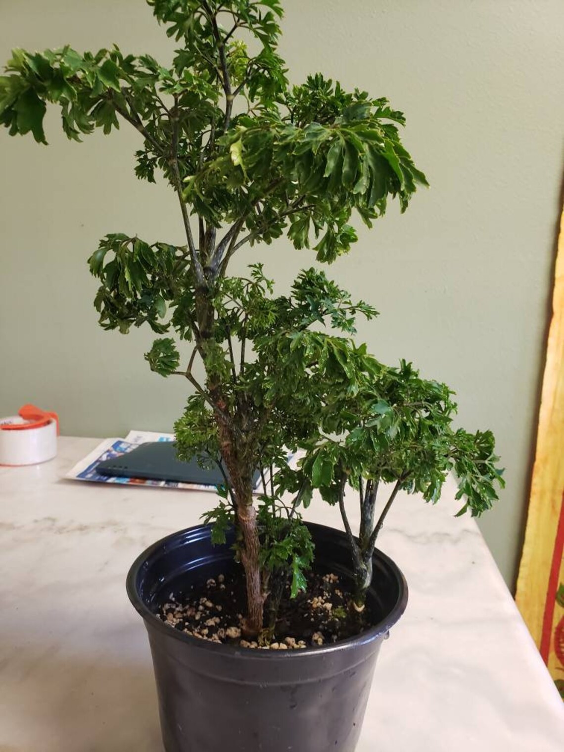 Aralia fruticosa 'elegans' or Parsley aralia Etsy