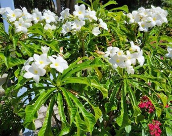 Frangipani/ Bridal Bouquet.