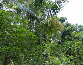 VERY RARE! Cyrtostachys elegans/Green sealing wax palm.