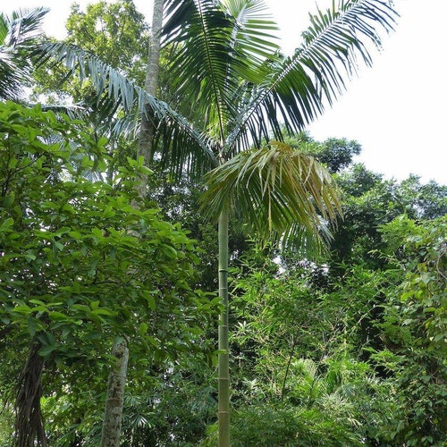 VERY RARE! Cyrtostachys elegans/Green sealing wax palm.