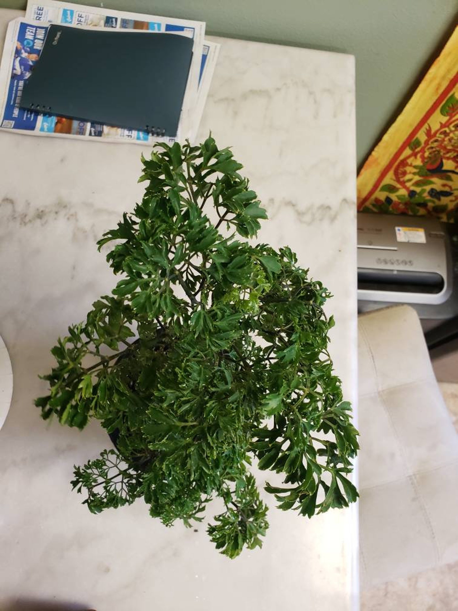 Aralia fruticosa 'elegans' or Parsley aralia Etsy