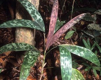 Pinanga disticta/Bat Wing