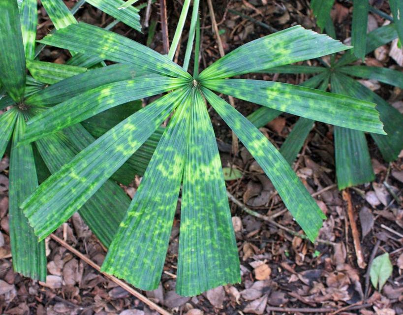 Licuala mattanensis 'Mapu' – Paradise Palm – Buy seeds at