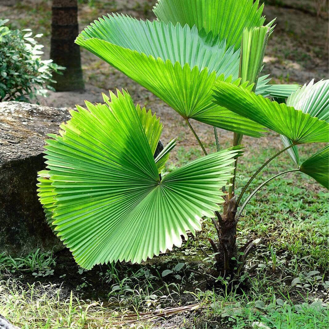 Licuala mattanensis 'Mapu' – Paradise Palm – Buy seeds at