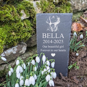 May include: A black slate pet memorial with a white engraved image of a dog's head, the name "BELLA", the dates "2014-2025", and the text "Our beautiful girl Forever in our hearts". A small white heart is engraved below the text. The memorial is surrounded by white snowdrop flowers.