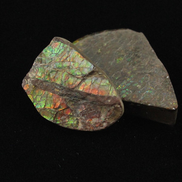 Ammolite- Alberta Natural Ammolite Freeforms- Canadian Ammolite Fossils 48.30 Cts