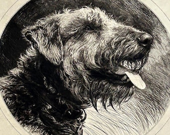 Charles Sindelaer Original Signed Etching of an Airedale Dog circa 1920-1930