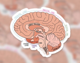 Labeled Brain Diagram | Sticker | Hand-drawn | Anatomy Sticker | Medical Sticker | Neuroscience/Neurology | Yeti Decal