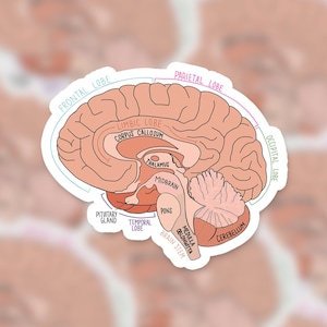 Labeled Brain Diagram | Sticker | Hand-drawn | Anatomy Sticker | Medical Sticker | Neuroscience/Neurology | Yeti Decal