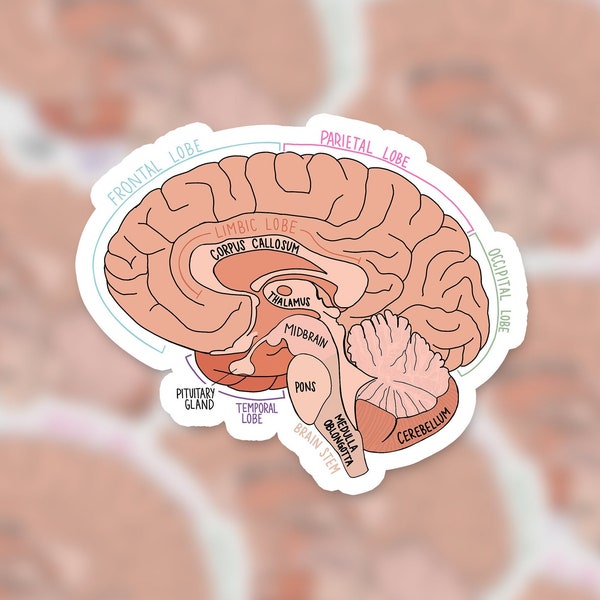 Labeled Brain Diagram | Sticker | Hand-drawn | Anatomy Sticker | Medical Sticker | Neuroscience/Neurology | Yeti Decal