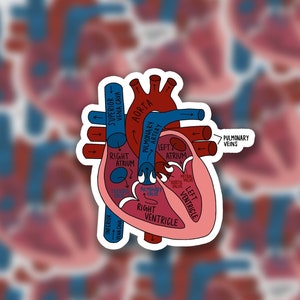 Labeled Heart Diagram | Sticker | Hand-drawn | Anatomy Sticker | Medical Sticker | Funny Sticker for Laptop | Yeti Decal