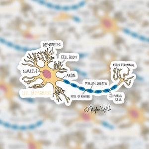 Labeled Neuron Diagram | Sticker | Hand-drawn | Anatomy Sticker | Neuroscience/Neurology | Medical Sticker | Cute Sticker | Decal