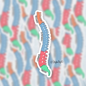 Labeled Spine Diagram | Sticker | Hand-drawn | Anatomy Sticker | Orthopedics/Neurology | Medical Sticker | Cute Sticker | Decal