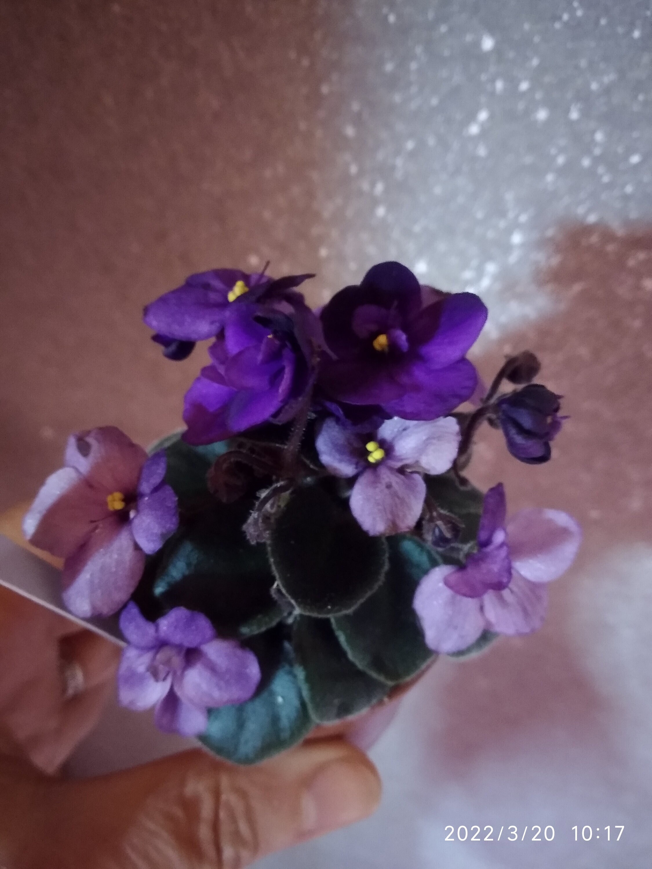 African Violet. Saintpaulia Mini. 2 - Leaves. Without Root.