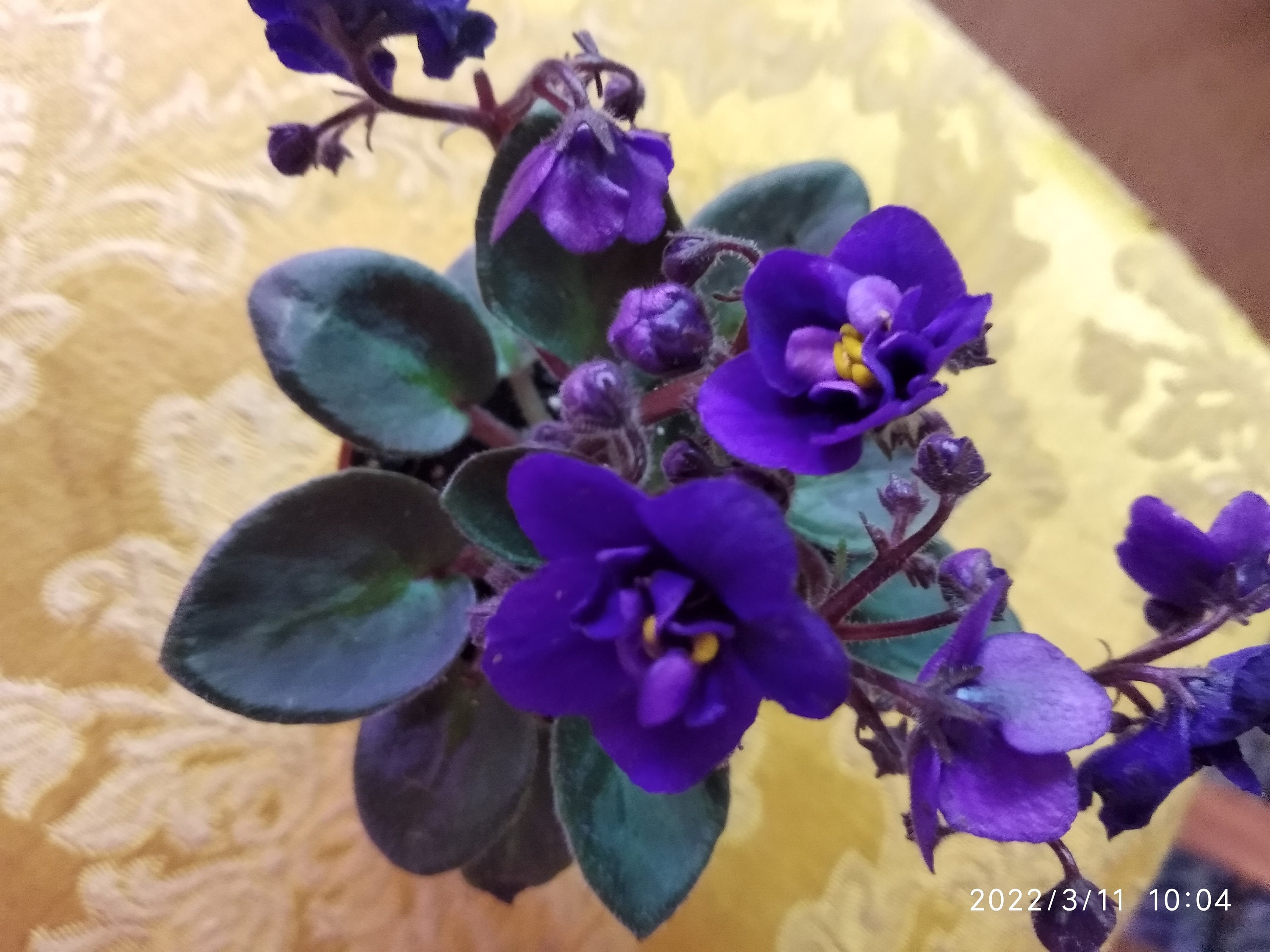 Violet African , Mini Saintpaulia Rob's Voodoo Blue