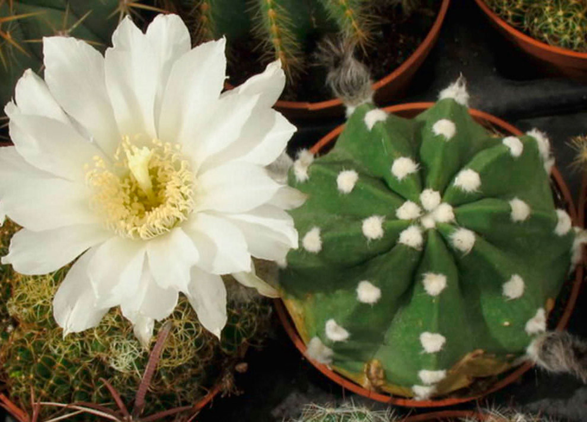 Cactus Echinopsis Subdenudatum . in A Pot 5 cm.