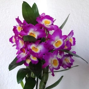 Orquídea Dendrobium "Purple Rain". Planta em vaso.