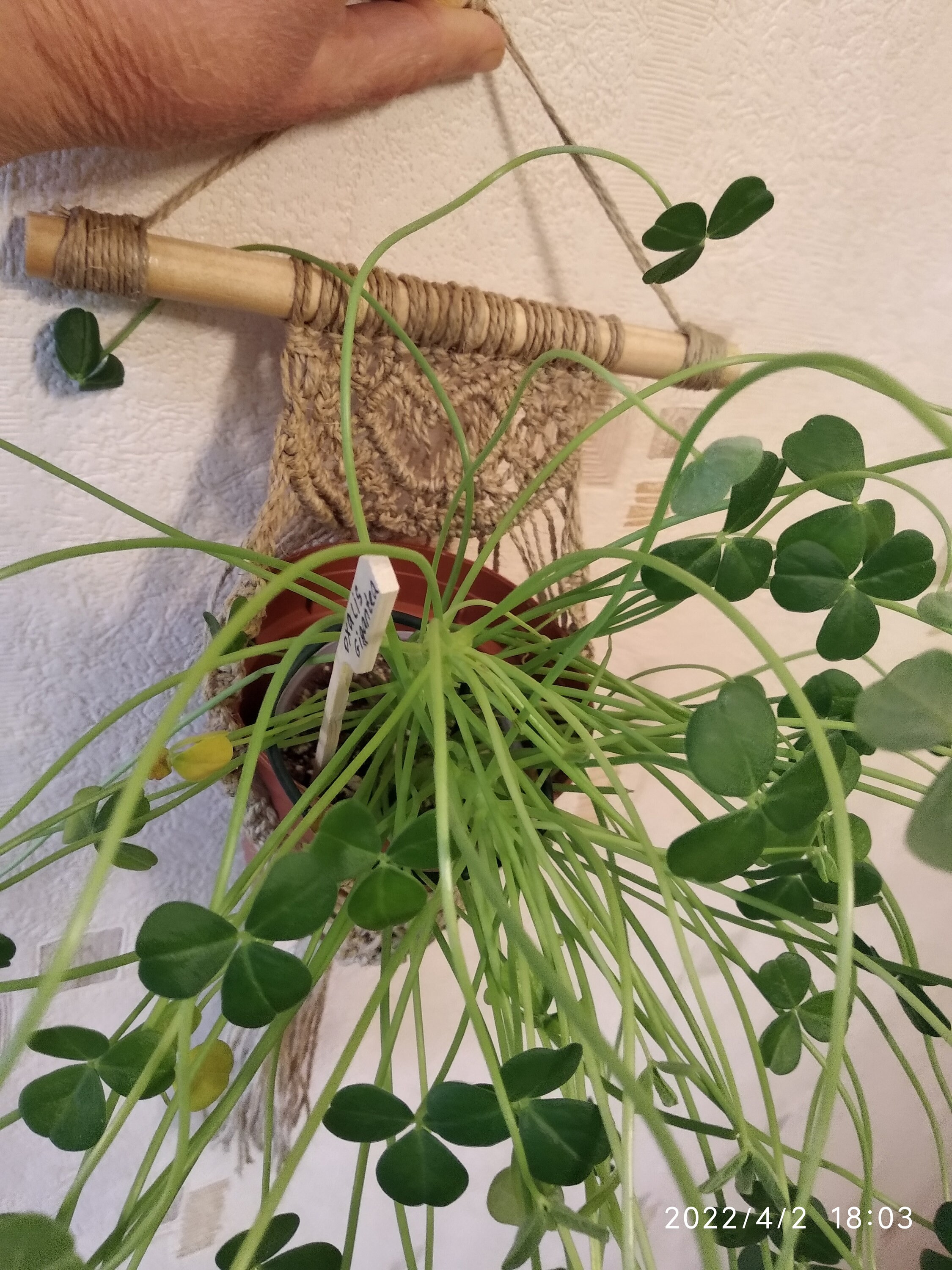 Hanger For Flowers. Macrame. Macrame Planter.
