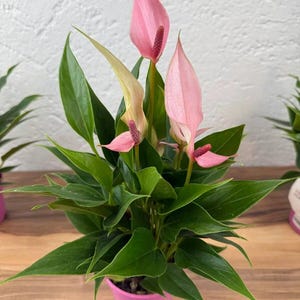 Anthurium variété 'Lilly'. Jeune plant en pot.