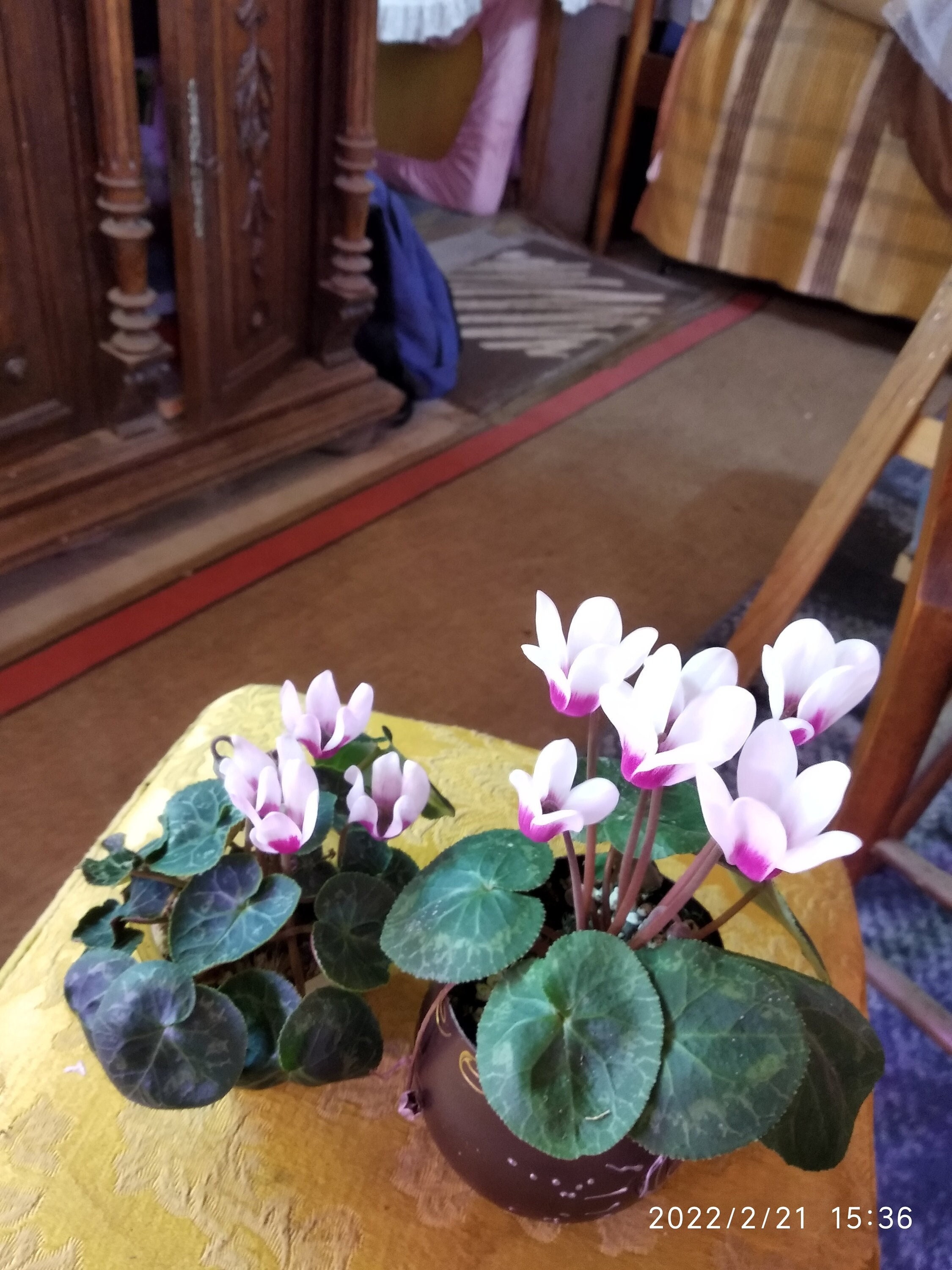 Lot 2 Mini Cyclamen. Flowering Plants in Pots.