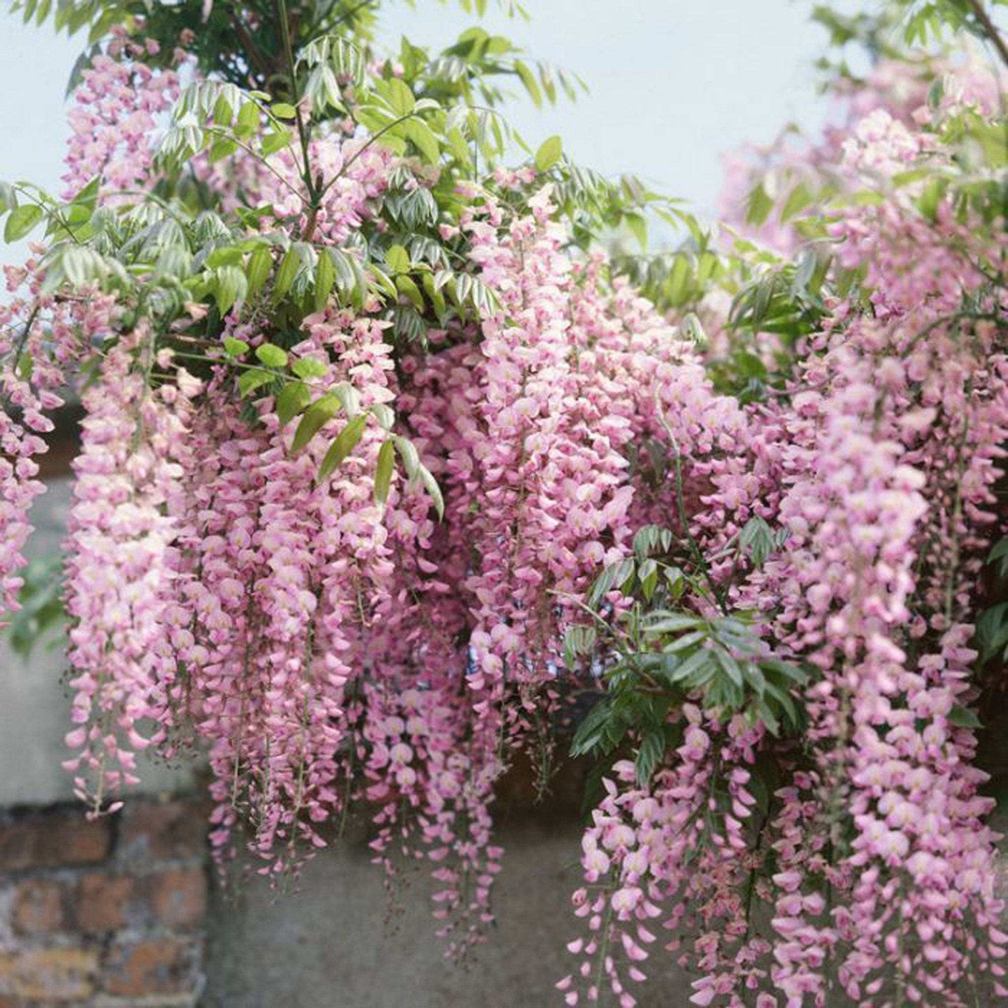 Seeds-5Ps. Wisteria Seedlings in Pots. Japanese Pink Wisteria.