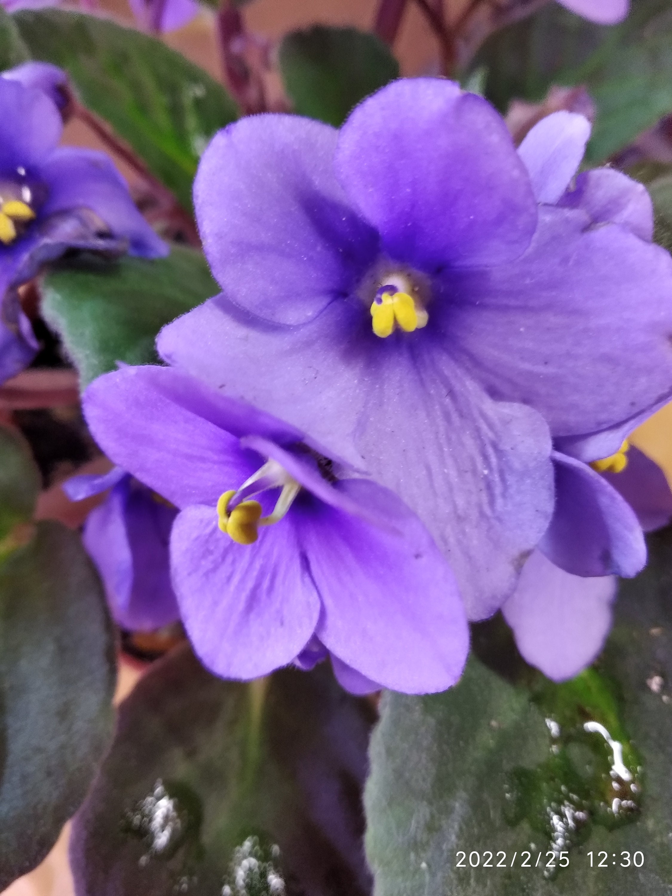 Blue Saintpaulia Manitoba - African Violet-Leaf Without Roots.