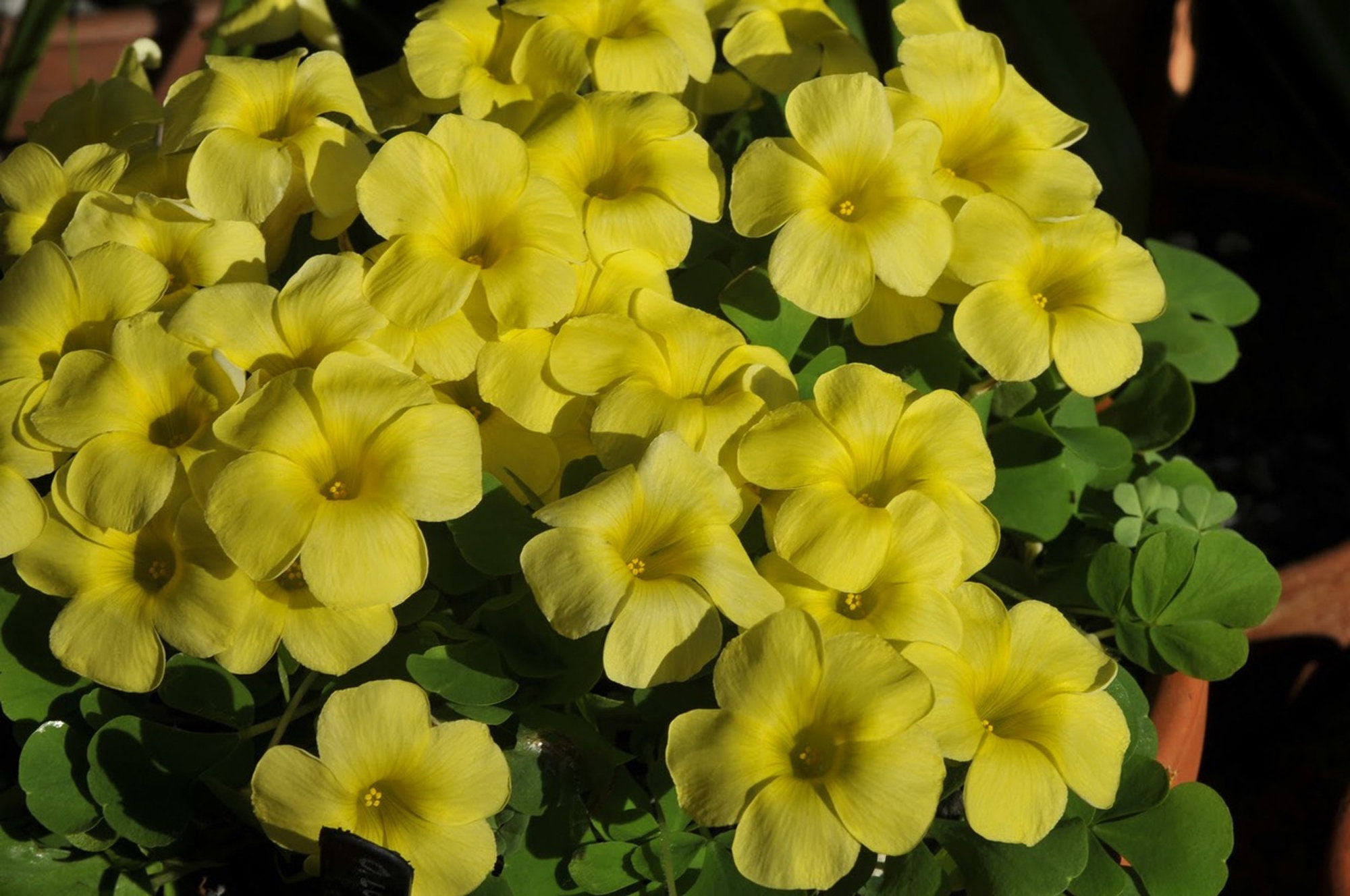 Oxalis Gigantella. Rare Oxalis. Young Plant in A Pot.