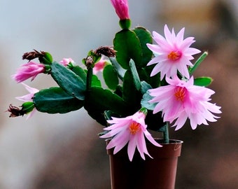 Rhipsalidopsis "Rosa". Cactus di Pasqua. Taglia 2 segmenti. Senza radici.