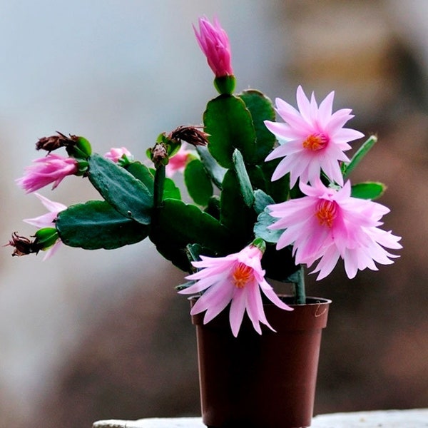 Rhipsalidopsis "Rose". Cactus de Pâques. Couper 2 segments. Sans racines.