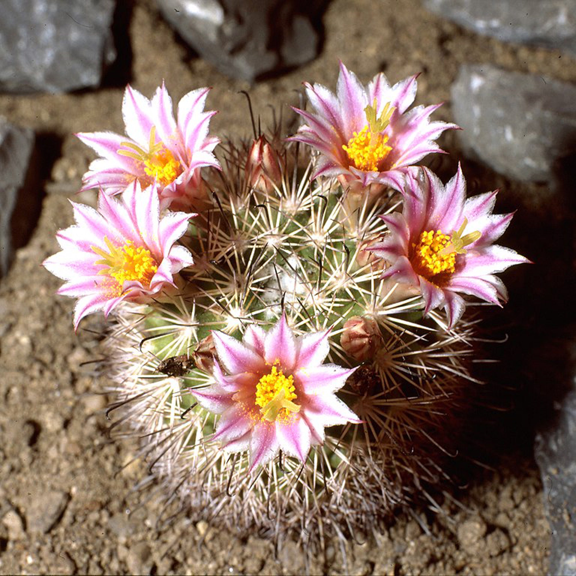 Cactus. Mammillaria Blossfeldiana. Cactus in A Pot. Young Plant. Babe.