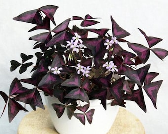 Oxalis triangular. Rhizomes-10 pcs.