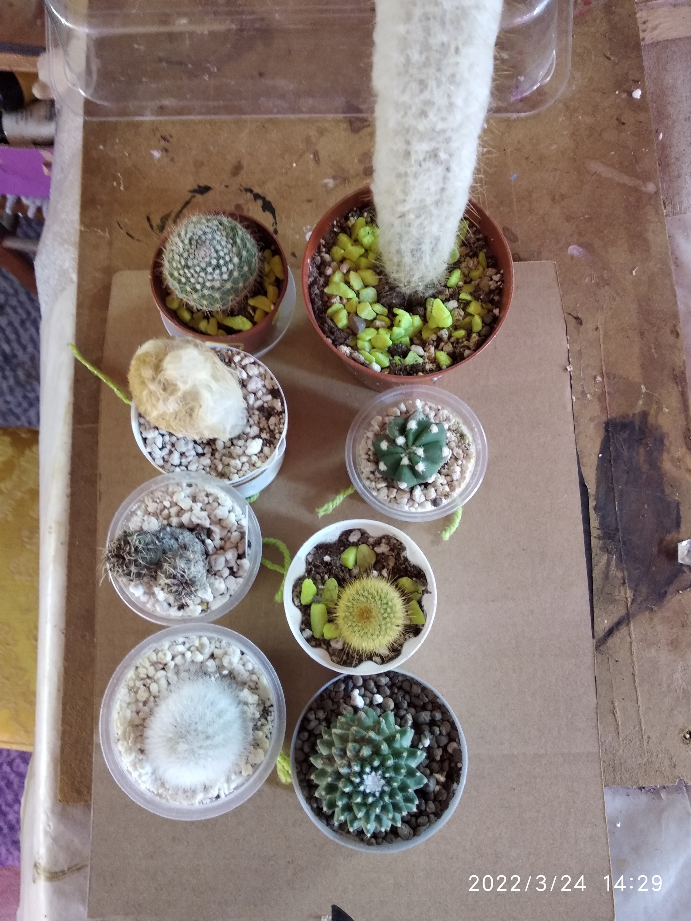 Lot Of 8 Cactuses. A Set For Beginner Cactus Growers.