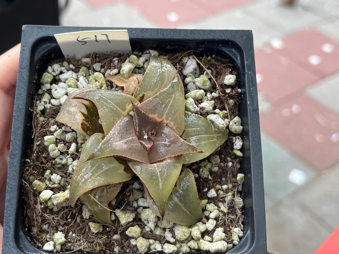 Rare Succulent Plant Haworthia clearanceno. 517 Etsy