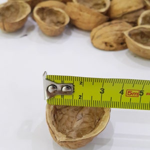 K&ouml;nnte beinhalten: Eine Ansammlung leerer, brauner Walnussschalen mit strukturierter Oberfl&auml;che. Ein gelbes Ma&szlig;band liegt &uuml;ber einer Schale und zeigt eine Breite von etwa 3,8 cm, w&auml;hrend weitere Schalen im Hintergrund verstreut sind.