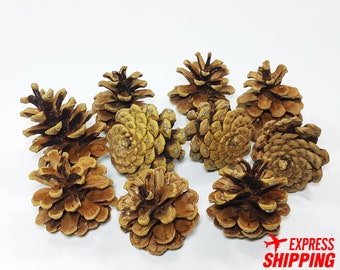 Real Pine Cones Natural Christmas Decor Rustic Winter Decor Holiday Crafts Pinecones for Wedding Fall Decoration