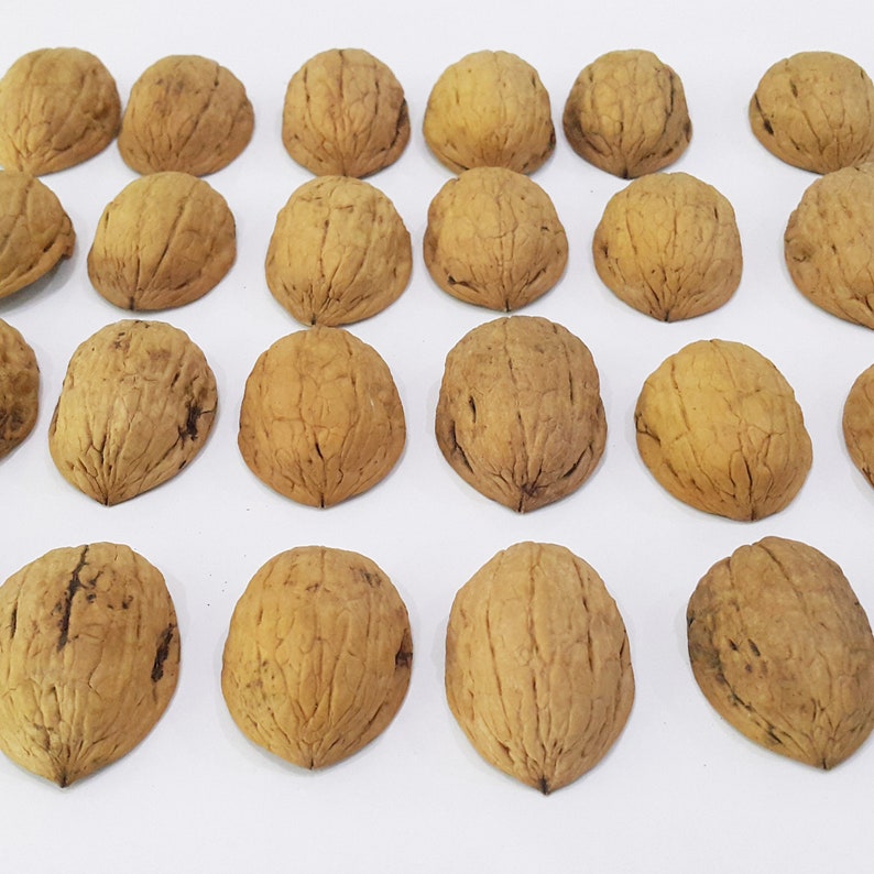 May include: A collection of twenty-one whole walnuts arranged in a grid pattern. Each walnut features a light brown, textured, and ridged shell with a pointed end. The walnuts are displayed individually, showing their natural organic shapes.
