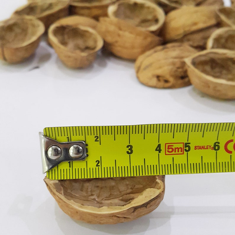 K&ouml;nnte beinhalten: Eine Ansammlung leerer brauner Walnussschalen mit einem gelben Stanley-Ma&szlig;band, das &uuml;ber einer Schale liegt und eine Breite von etwa 3,8 cm anzeigt. Die Schalen haben eine strukturierte, holzige Au&szlig;enseite und ein hohles, geriffeltes Inneres.